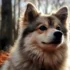 The Origin of Pomskies: A Brief History on this Adorable Hybrid