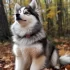 Adopt a Pomsky in the US: Tips and Tricks for Finding the Right Breeder