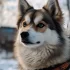 Adopting a Pomsky at a Spa: Tips and Tricks