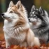 Adopting a Pomsky Puppie: What You Need to Know