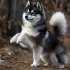 Adopting a Pomsky in Toronto: Tips and Guidelines