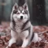 Adopt a Pomsky in the UK: Tips and Tricks for Successful Adoption