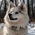 Adopting a Pomsky in Dallas: Tips for Finding the Perfect Companion