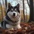 Adopt a Pomsky Puppy in NJ