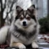 Cachorro Pomsky Preço: Quanto Custa um Pomsky no Brasil?