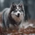 Adopting Pomskies in the UK: Tips and Tricks