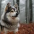 Prix d’un chien Pomsky : combien coûte cette race de chien adorable ?