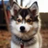 Your Guide To Choosing A Healthy White Pomsky Puppy