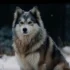 How Big Is A Full Grown Pomsky?