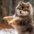 Pomsky 3D Printing: A Fun Way To Showcase Your Love For Pomskies