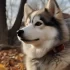 Pomsky Adoption in Ohio: Tips and Tricks for Finding Your Perfect Companion