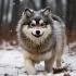 Adopting a Pomsky in Toronto: Tips and Guidelines