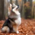 Blue Sky Pomskies: The Ultimate Guide To This Designer Dog Breed