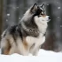 Adopt a Pomsky NJ: Find Your Furry Friend Today