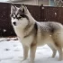 Adopt a Pomsky in Texas: Find Your New Furry Friend Today!