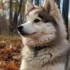 Comment acheter un Pomsky : Conseils pour trouver le parfait compagnon canin