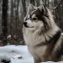 Adopting a Pomsky: Tips for Finding a Perfect Furry Companion