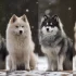Adopting a Pomsky: Tips and Tricks for Finding Your Perfect Companion
