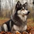 Adoptable Pomskies: Find Your Furry Friend Today!