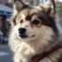 Adopting a Pomsky: Tips and Tricks for Finding Your New Furry Friend