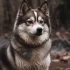 Adopt a Pomsky in Seattle: Tips and Tricks for a Successful Adoption