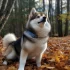 Adopt Felicity, the Pomsky: A Guide to Pomsky Rescue and Adoption