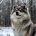 Adopting a Pomsky in NJ: Tips for Finding the Perfect Furry Companion