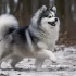 Adopting a Pomsky in NYC: Tips and Tricks for Finding the Perfect Companion