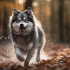 Adopt a Pomsky in Texas: Find Your New Furry Friend Today!