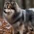 Adopting a Pomsky: Tips for Finding the Right Breeder