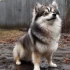 All About Pomskies: From Personality Traits to Breeding Standards