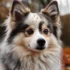 How Long Do Pomskies Live? A Comprehensive Guide To Pomsky Lifespan