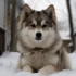 Black Pomsky Price: How Much Should You Expect to Pay?