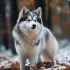 Adorable Pomskies: Everything You Need to Know About This Playful Breed