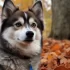 Florida Pomskies: The Ultimate Guide to this Adorable Breed
