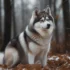 Everything You Need to Know About Pomsky Puppies