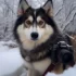 Full Grown Pomsky Pictures: See How Adorable These Pomskies Can Get!