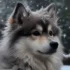How Big Does A Pomsky Get?