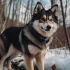 Stunning Photos de Pomskies to Admire and Inspire Your Day