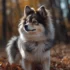 Pomsky Vs Siberian Husky: Understanding The Differences And Similarities