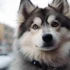 Pictures of Full Grown Pomskies: Understanding Their Size and Appearance