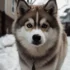 Pictures of Pomskies for Sale: Find Your Furry Friend Today!