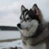 Pomeranian vs Pomsky: Which One Makes the Perfect Companion?