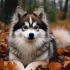 Cute Pomskies for Sale – Find Your Perfect Furry Companion Today!