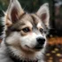 Pomsky.com: Your Ultimate Guide to Understanding Pomsky Mixes