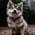 Pomsky German Shepherd Mix: Understanding These Unique Crossbreeds