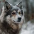 Pomsky Puppies For Sale Florida: Find Your Furry Friend Today!