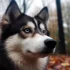 Do Pomskies Have Health Problems? Understanding The Risks