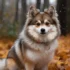 Pomsky Health Issues: Common Problems To Watch For