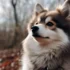 Adorable Pomsky Puppies for Sale in Louisiana